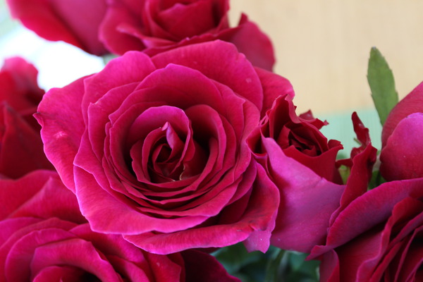 Roter Duft 97, Planter des rosiers à grandes fleurs