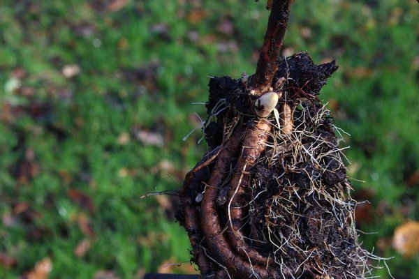Diviser les vivaces, diviser et multiplier les pivoines paeonia, massif de vivaces, rhizomes et racines