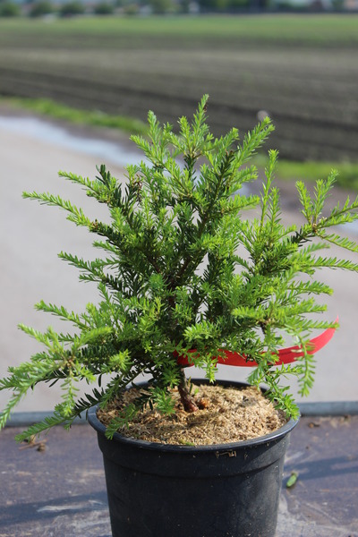 Podocarpus lawrencei