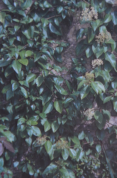 Sternhortensie