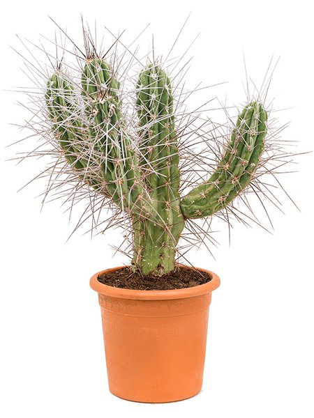Stetsonia coryne, Verzweigt, im 30cm Topf, H�he 85cm, Breite 45cm