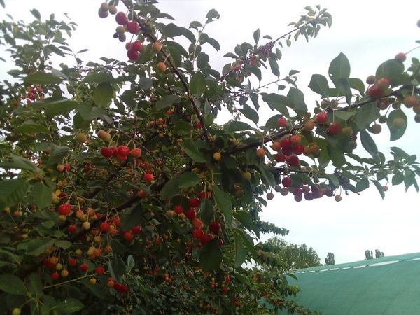 Magnifiques cerises rouges sur le cerisier buissonnant Romeo