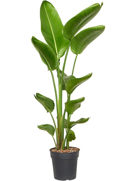 Strelitzia nicolai 2PP in P24, Tuff, im 24cm Topf, H�he 140cm, Breite 50cm