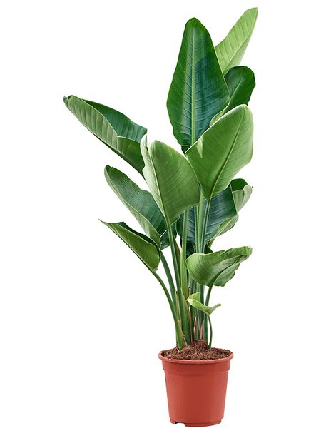 Strelitzia nicolai (90-110), Tuff, im 21cm Topf, H�he 100cm