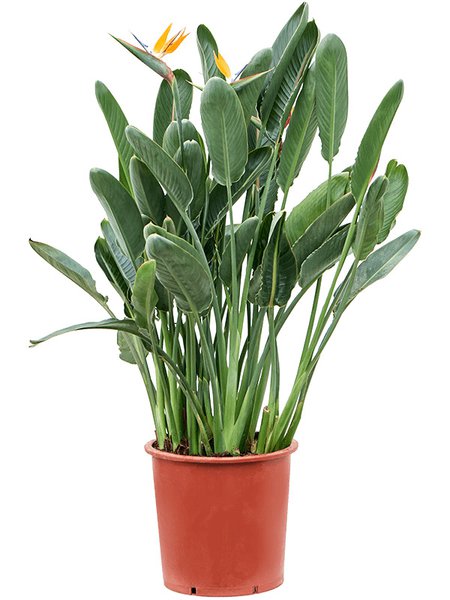 Strelitzia reginae (110-140), Tuff (mit Blumen-Knospen), im 34cm Topf, H�he 140cm, Breite 65cm