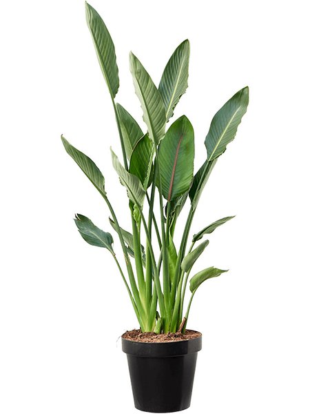 Strelitzia reginae (80-100), Tuff, im 30cm Topf, H�he 100cm, Breite 60cm