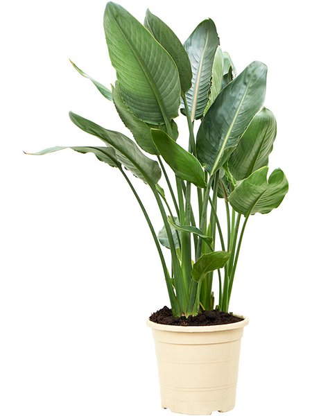 Strelitzia reginae (80-110), Tuff 3/4pp, im 24cm Topf, H�he 95cm, Breite 55cm