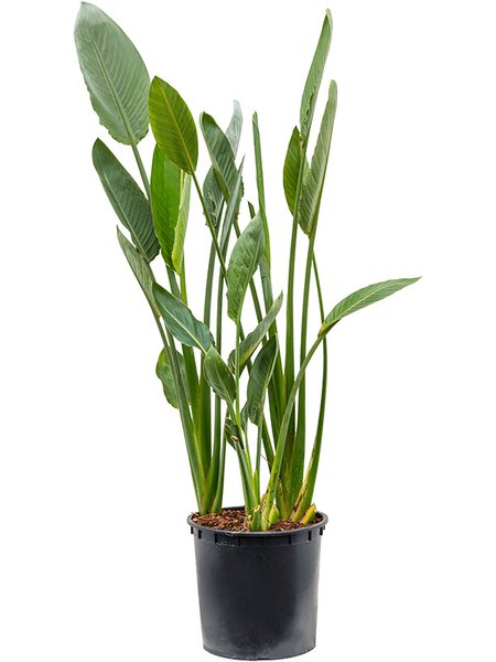 Strelitzia reginae, Tuff, im 34cm Topf, H�he 150cm, Breite 60cm
