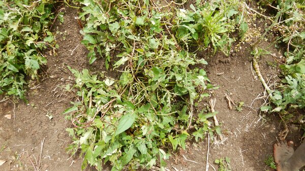 Feuilles de patate douce apr&egrave;s un &eacute;pisode de gr&ecirc;le