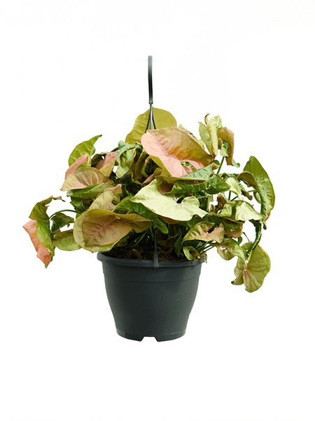 Syngonium 'Neon', Ampel, im 19cm Topf, H�he 60cm, Breite 40cm