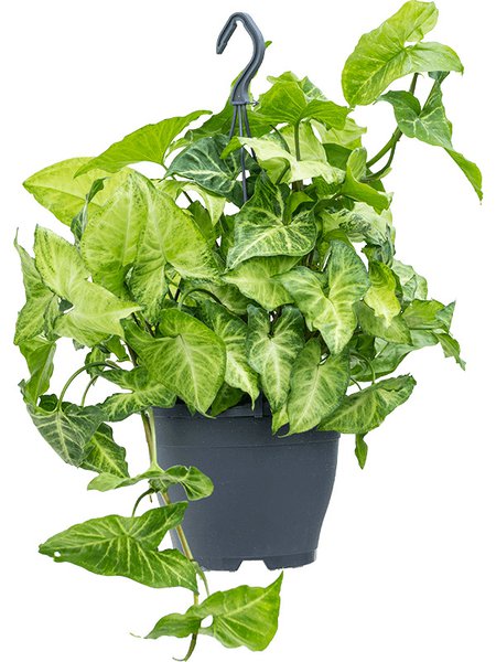 Syngonium 'White Butterfly', Ampel, im 19cm Topf, H�he 60cm, Breite 50cm