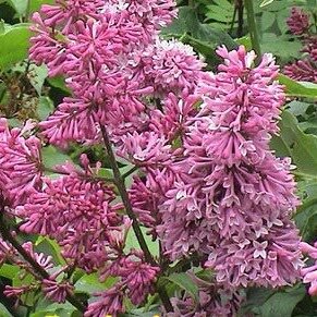 Syringa prestoniae 'Redwine', XXL Geh�lze Hinrichs