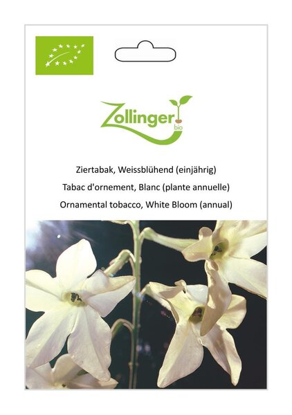 Ziertabak, Weissbl�hend (einj�hrig)