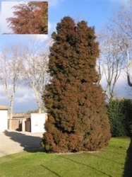 Tanne, Sicheltanne 'Elegans' (70 cm)