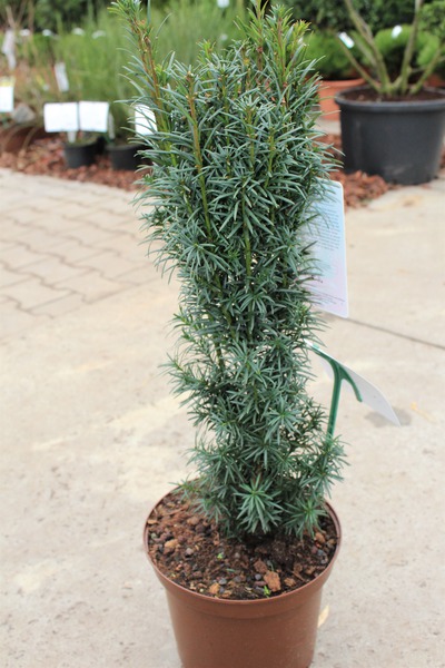 S�uleneibe 'Fastigiata Sibirica'