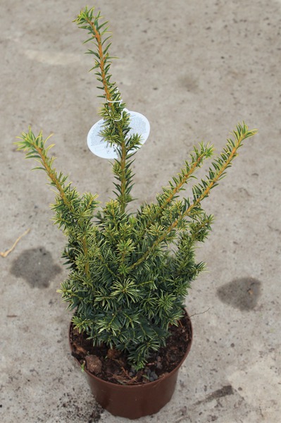 Aufrechte Goldeibe 'Golden Crown'