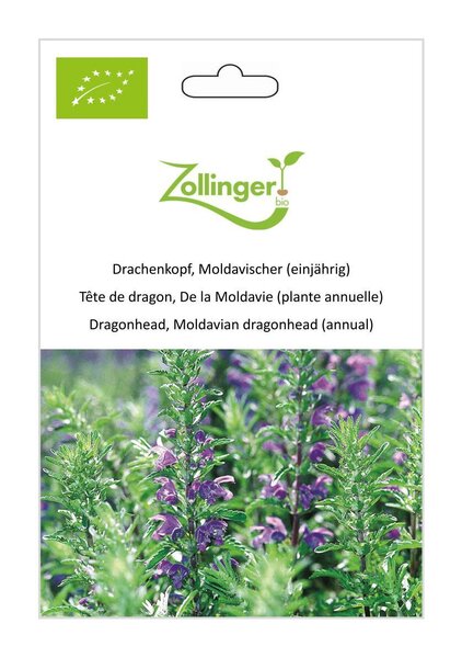 Drachenkopf, Moldavischer (einj�hrig)