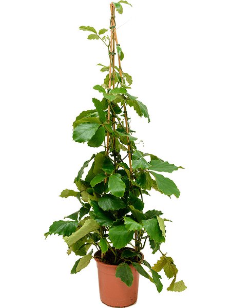Tetrastigma voinierianum, Pyramide, im 27cm Topf, H�he 150cm, Breite 70cm