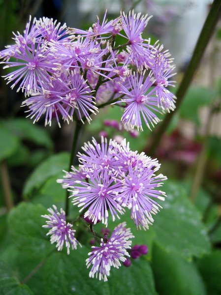 Christophskrautbl�ttrige Wiesenraute 'Perfume Star�
