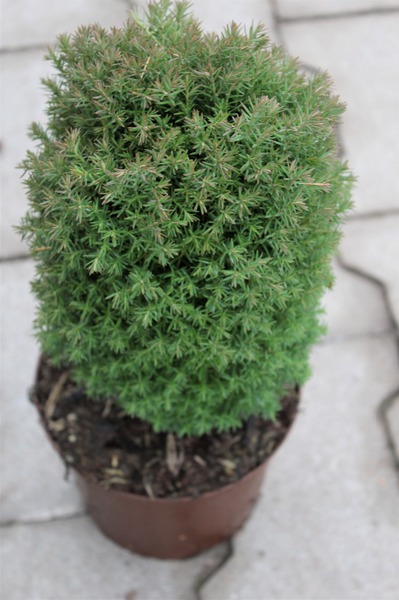 Kuschel-Lebensbaum, Thuja 'Teddy'