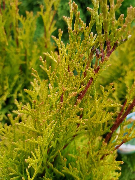 Thuja occ. Golden Smaragd