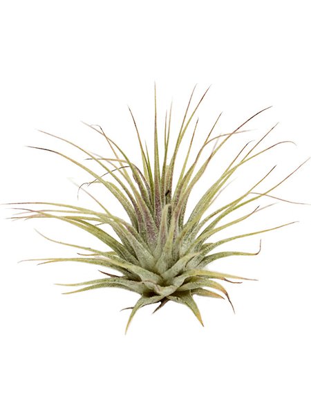 Tillandsia ionatha green 20/box, Airplant, H�he 8cm