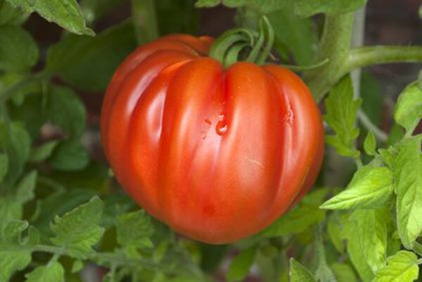 Tomate charnue m�re, tomate c&oelig;ur de b&oelig;uf sur pied, plant de tomate, tomate c&oelig;ur de b&oelig;uf 