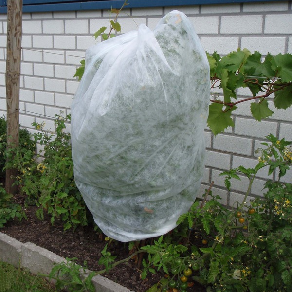 Tomatenvlies Pflanzenschutzhaube