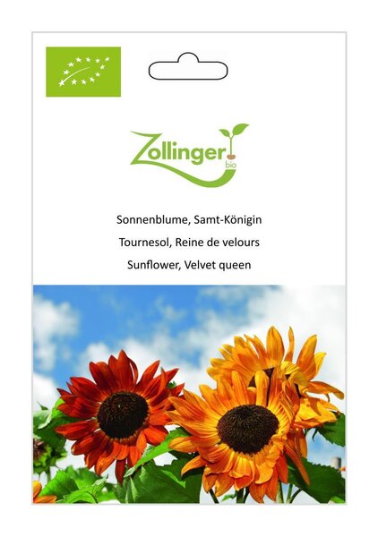 Sonnenblume, Samt-K�nigin