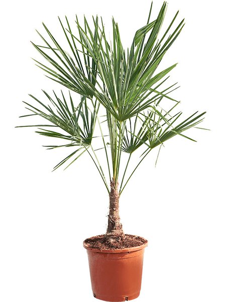 Trachycarpus fortunei (120-140), Stamm (20-30), im 33cm Topf, H�he 130cm, Breite 75cm