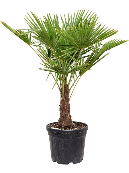 Trachycarpus fortunei (120-150), Stamm (20-40), im 40cm Topf, H�he 135cm, Breite 90cm