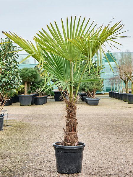 Trachycarpus fortunei, Stamm (30-40), im 33cm Topf, H�he 160cm, Breite 90cm