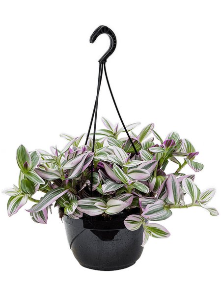 Tradescantia albiflora 'Nanouk', Ampel, im 20cm Topf, H�he 30cm, Breite 35cm