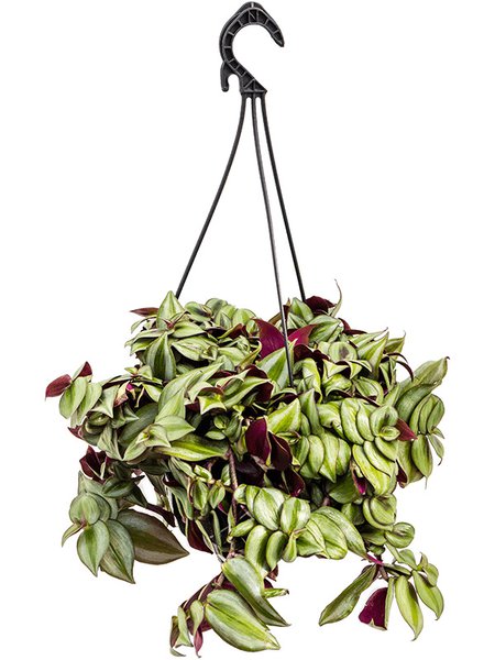 Tradescantia zebrina, Ampel, im 20cm Topf, H�he 25cm, Breite 35cm