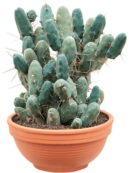 Trichocereus bridgesii f. monstruosa, im 33cm Topf, H�he 55cm, Breite 40cm
