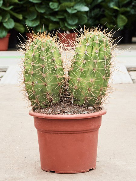 Trichocereus pasacana 'variegata', im 32cm Topf, H�he 65cm, Breite 45cm