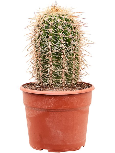 Trichocereus terschechii, im 27cm Topf, H�he 55cm, Breite 20cm