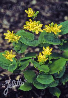Tricyrtis latifolia