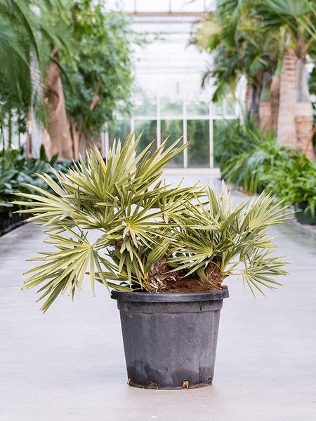 Trithrinax campestris, Stamm 2pp, im 30cm Topf, H�he 65cm, Breite 65cm