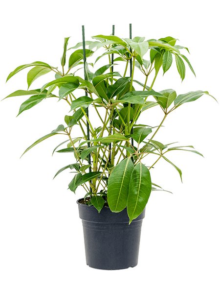 Tupidanthus calyptratus, Tuff, im 27cm Topf, H�he 160cm, Breite 90cm