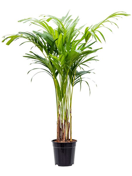 Veitchia (Adonidia) merrillii, Tuff, im 24cm Topf, H�he 160cm, Breite 60cm