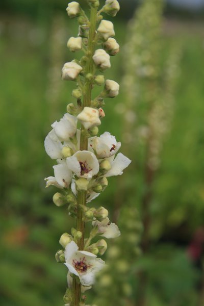 Verbascum phoeniculum 'Flush of White'