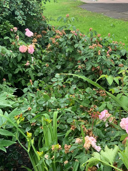 Couper les roses fanées Taille d’été pour les rosiers Lubera
