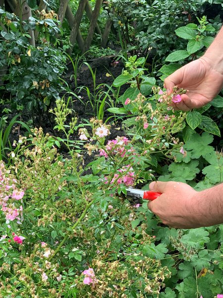 Couper les roses fanées Taille d’été pour les rosiers Lubera