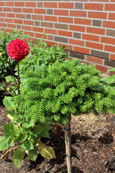 Koreatanne 'Cis' St�mmchen
