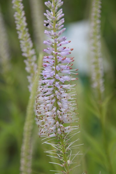 Veronicastrum virginica 'Lavendelturm'