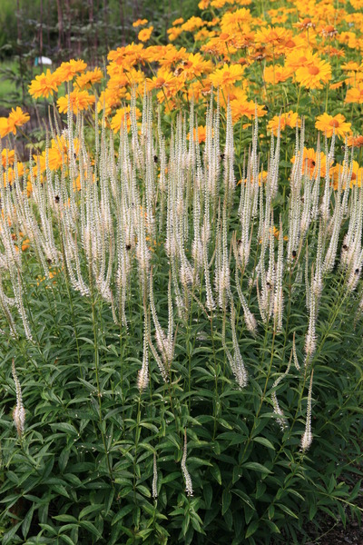 Veronicastrum virginica Schneespeer