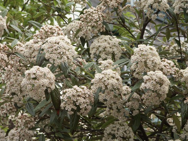 Viorne de Prague Viburnum &times; pragense au feuillage persistant