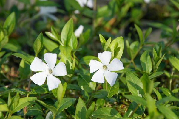 Vinca minor 'Alba', petite pervenche blanche