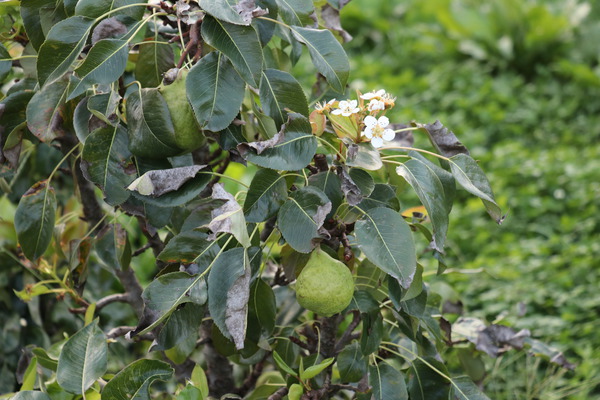 floraison précoce de fruitiers et d’arbustes baccifères Lubera
